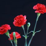red-carnations-72691_1280